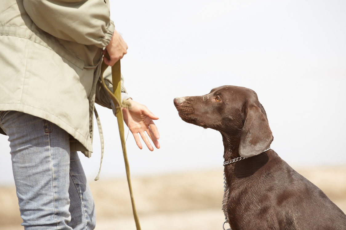Dog and Trainer